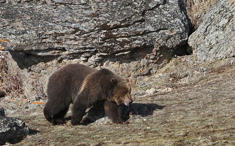 Grizzly bear walking north of the road near Sedge Bay by Jim Peaco. Original public domain image from Flickr