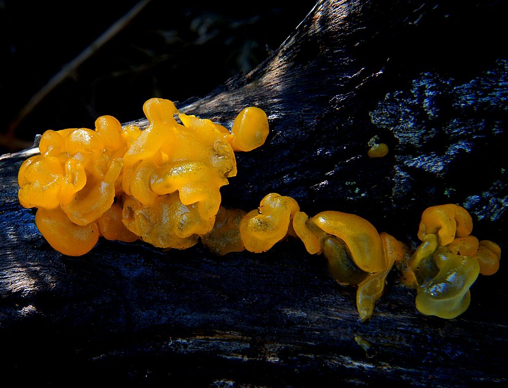 Jelly Fungi. Tremella lutescensJelly fungi are a paraphyletic group of several heterobasidiomycete fungal orders from…