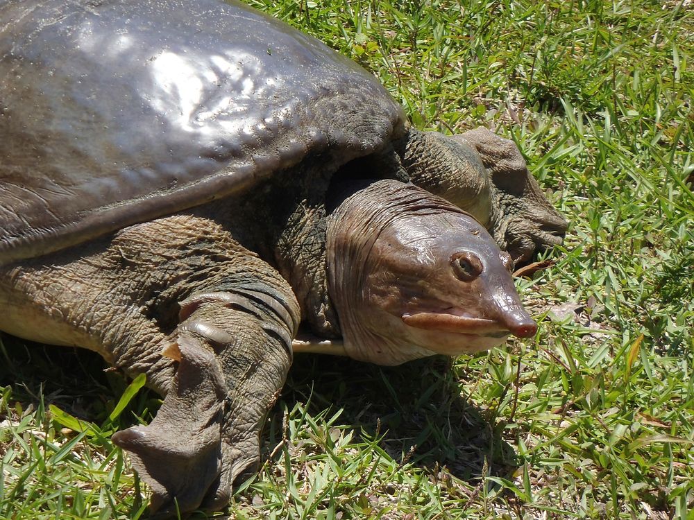 Soft Shelled Turtle, NPS Photo, Kevin Bowles Mohr. Original public domain image from Flickr