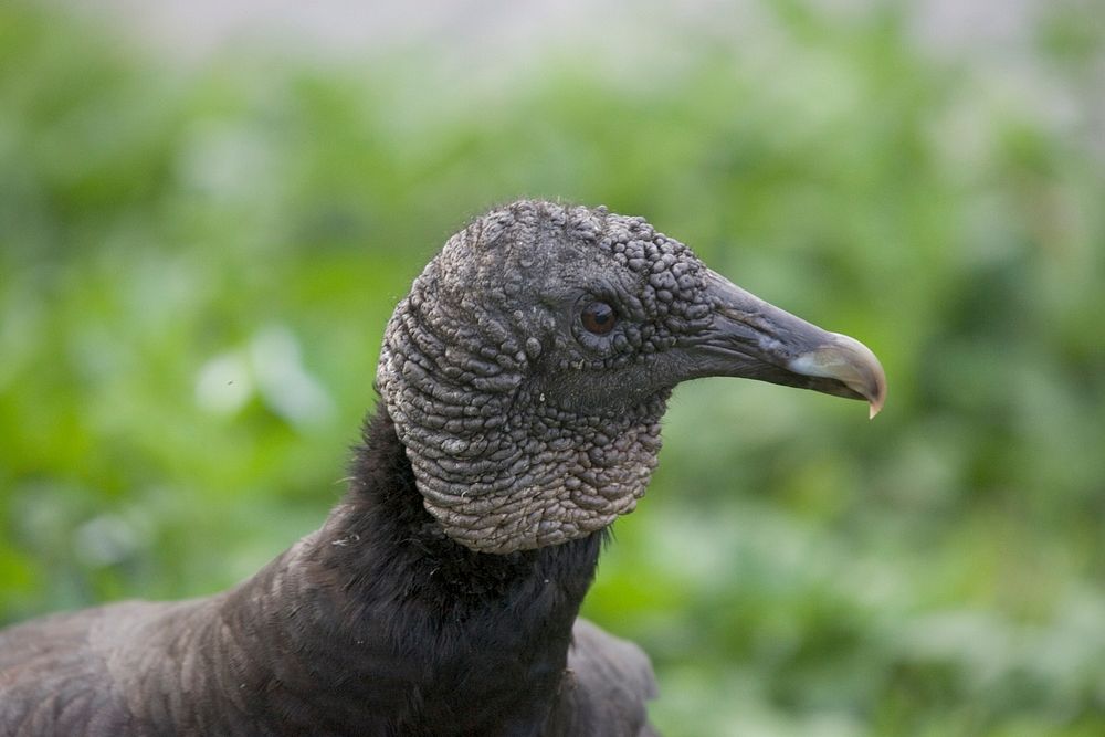 Black Vulture, NPS Photo, Rodney Cammauf.