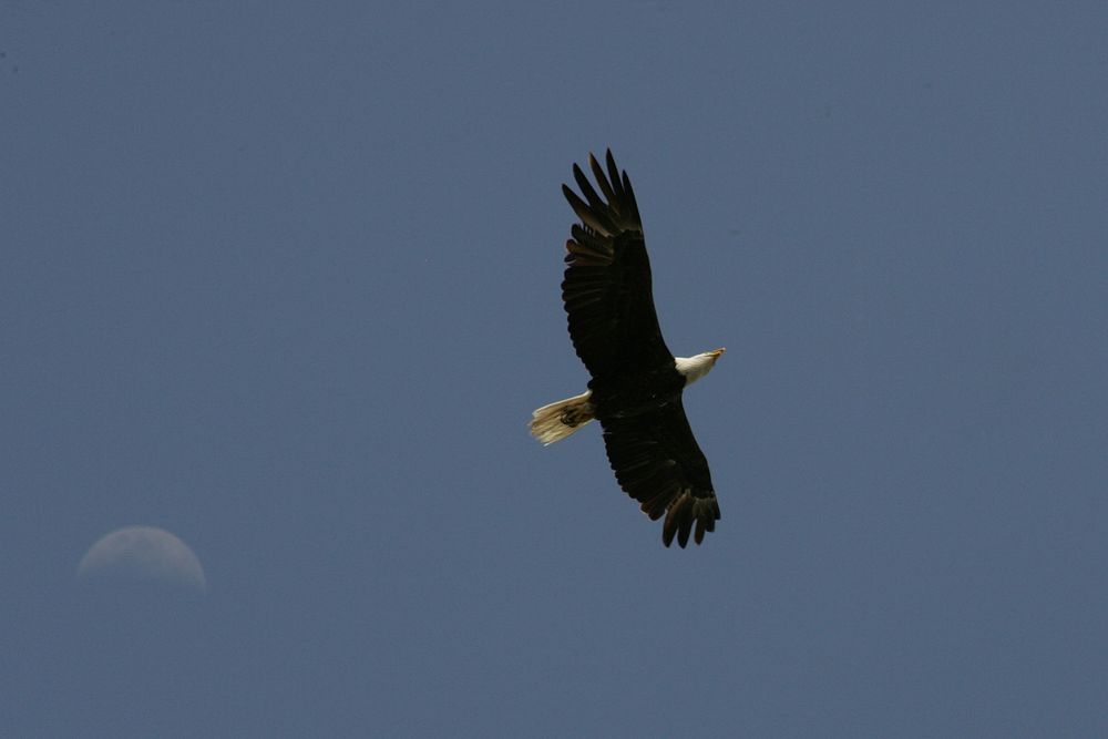 Bald Eagle, NPS Photo, Rodney Cammauf.