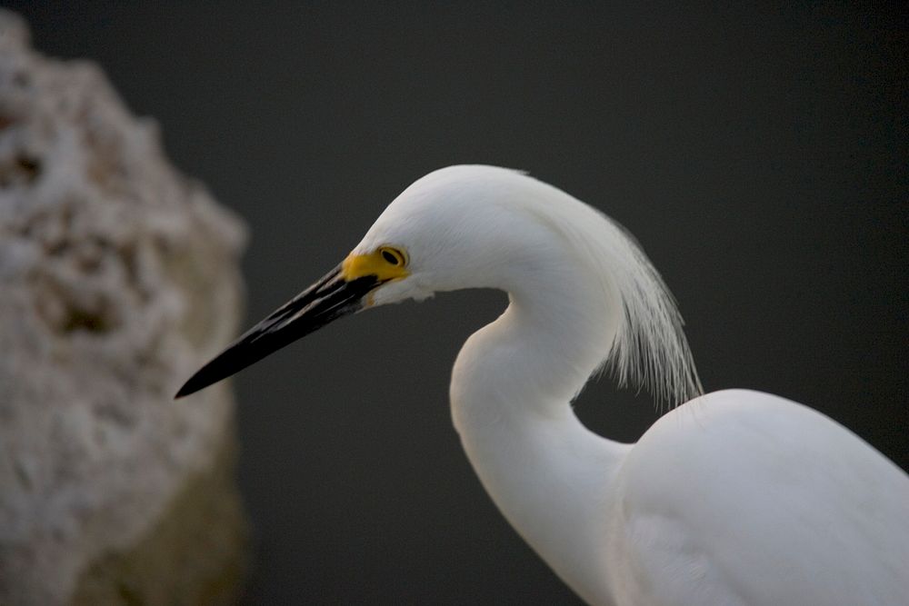 Snowy Egret, NPS Photo, Rodney Cammauf.