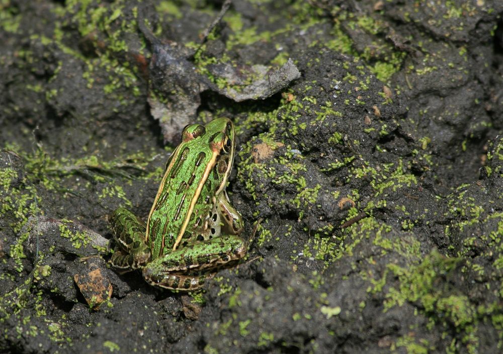 frog. Original public domain image from Flickr