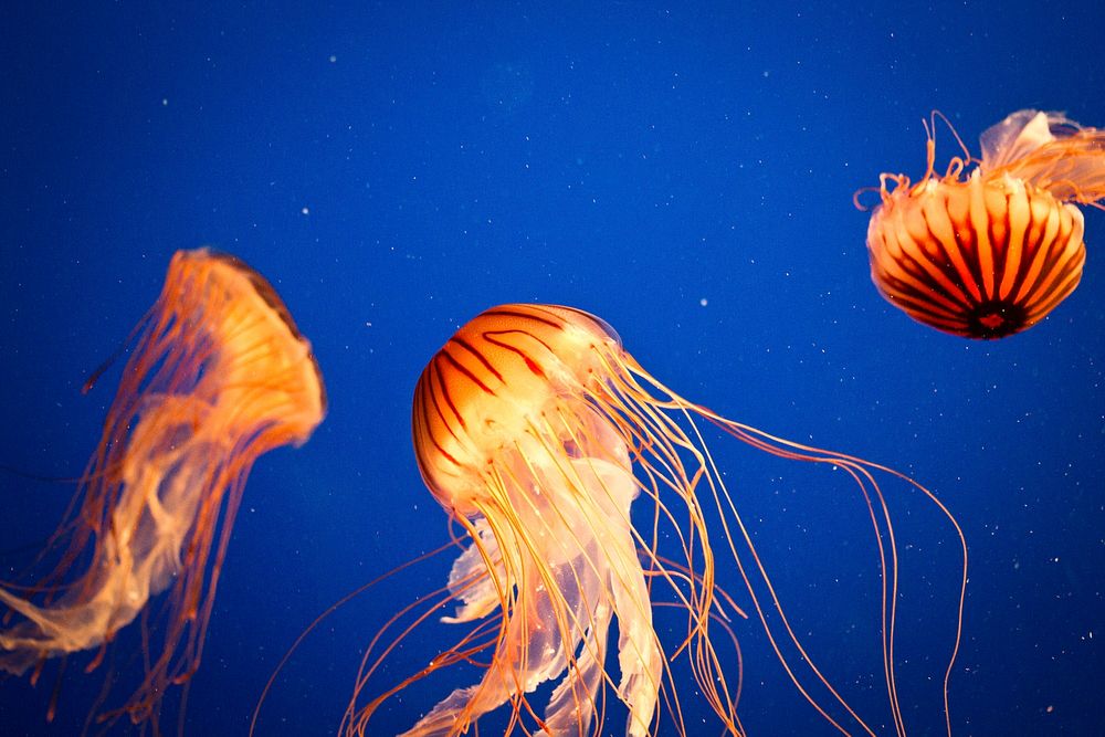 Bright orange floating jellyfishes. Free public domain CC0 image.