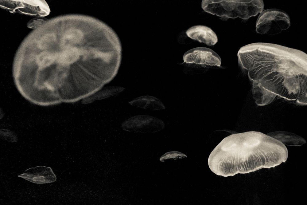 Beautiful bright floating jellyfishes. Free public domain CC0 image.