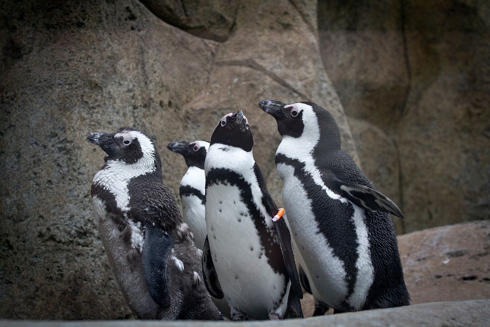 African penguins