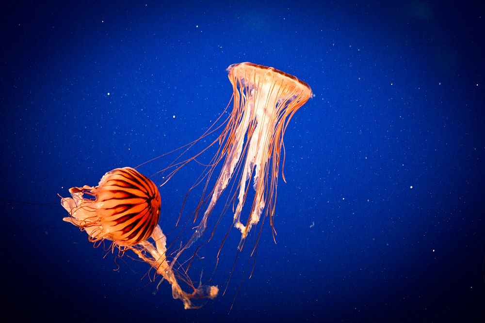 Jellyfish. Original public domain image from Flickr