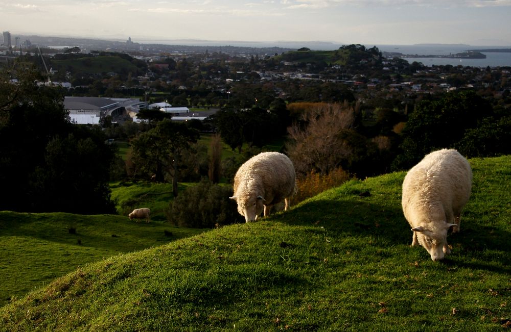 Urban sheep. Original public domain image from Flickr