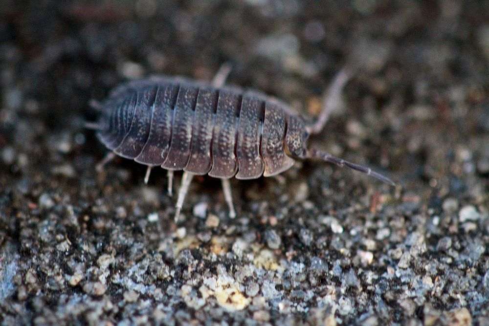 Pill Bug. Original public domain image from Flickr