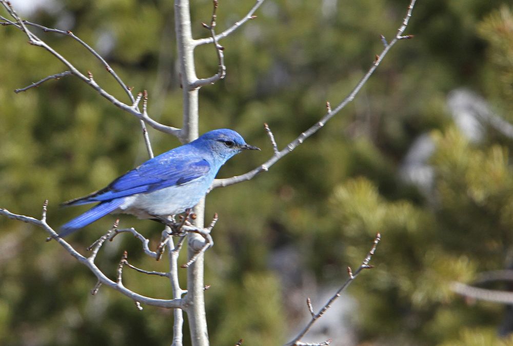Mountain bluebird near Tower Jct by Jim Peaco. Original public domain image from Flickr