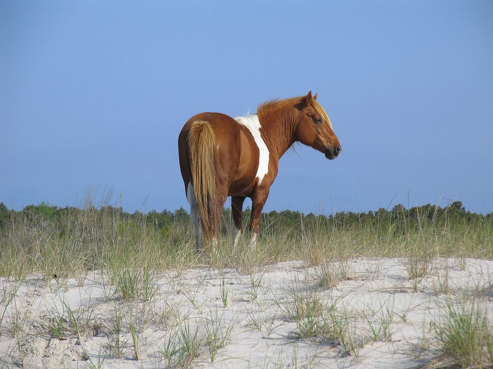 Wild horse. Original public domain image from Flickr