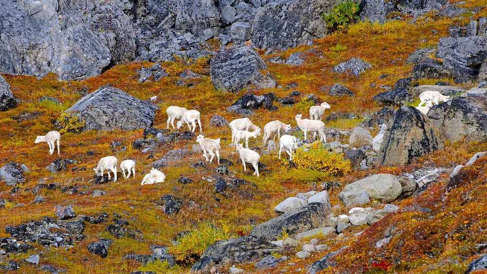 Dall Sheep foraging on lichenGates of the Arctic National Park and PreservePhoto by NPS / Zak Richter. Original public…
