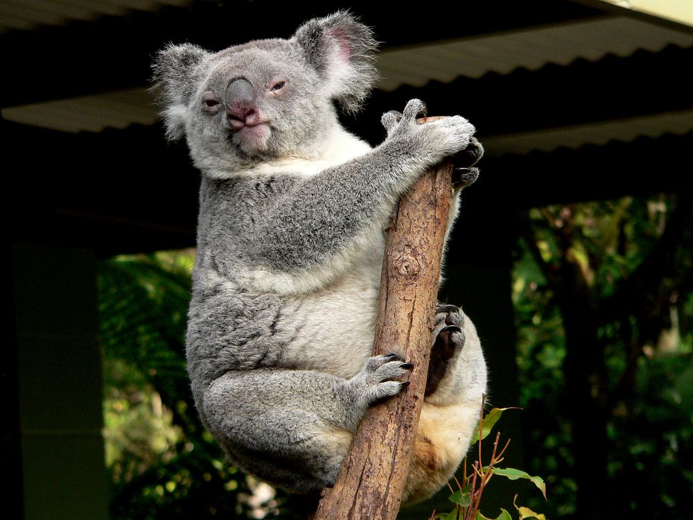 The koala is an arboreal herbivorous marsupial native to Australia. It is the only extant representative of the family…