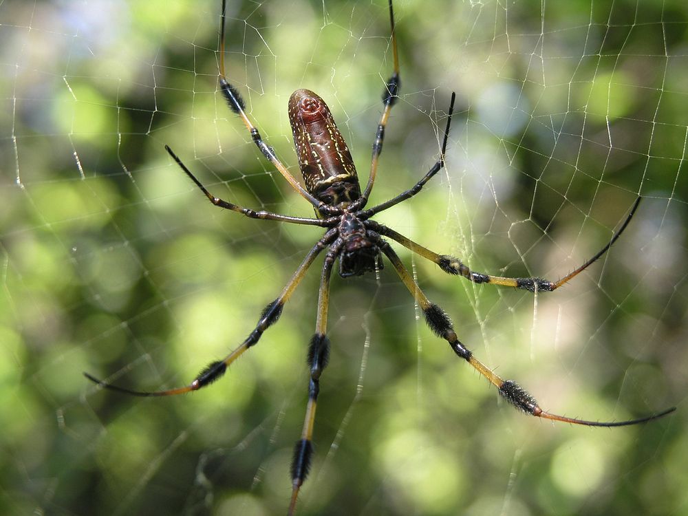 Silk Spider. Original public domain image from Flickr