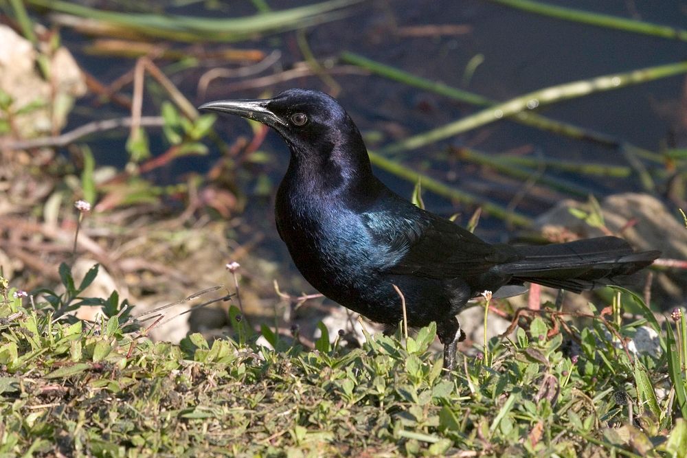 Boat-tailed Grackle male, NPSPhoto, R. Cammauf. Original public domain image from Flickr
