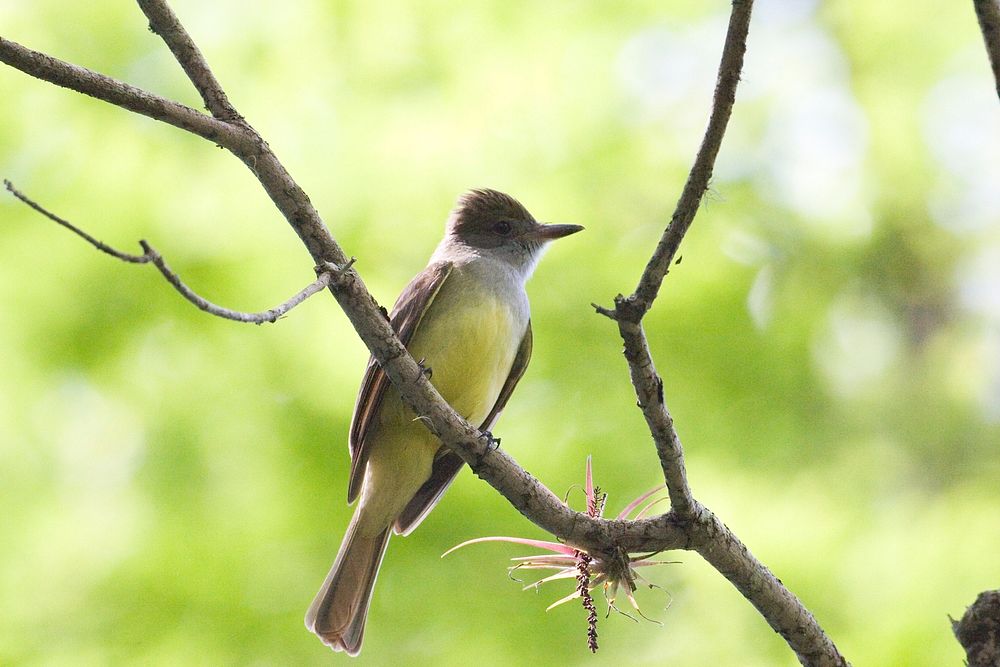 Great Crested Flycatcher, NPSPhoto, R. Cammauf. Original public domain image from Flickr