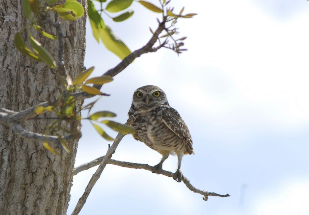Burrowing Owl , NPS Photo.