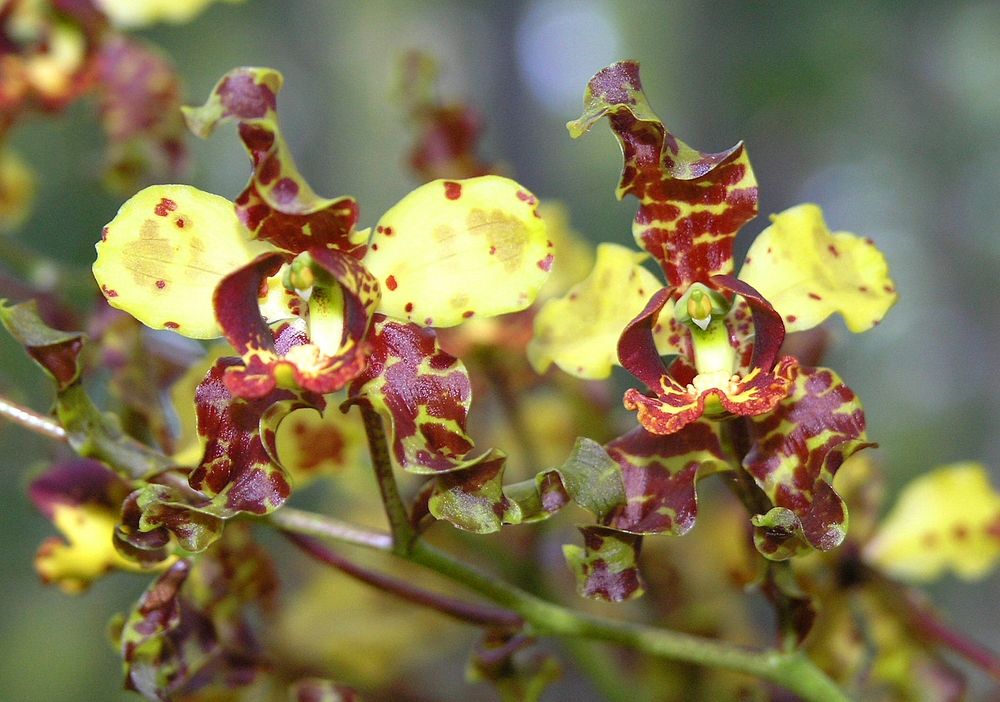 Cowhorn Orchid , NPSPhoto.jpg