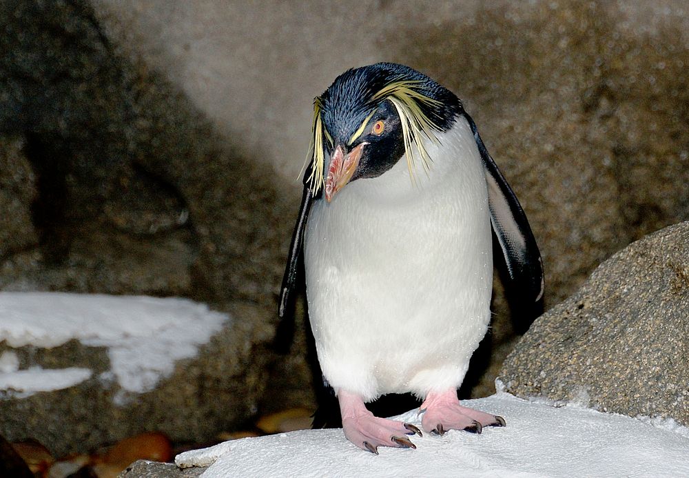 Rockhopper Penguin.