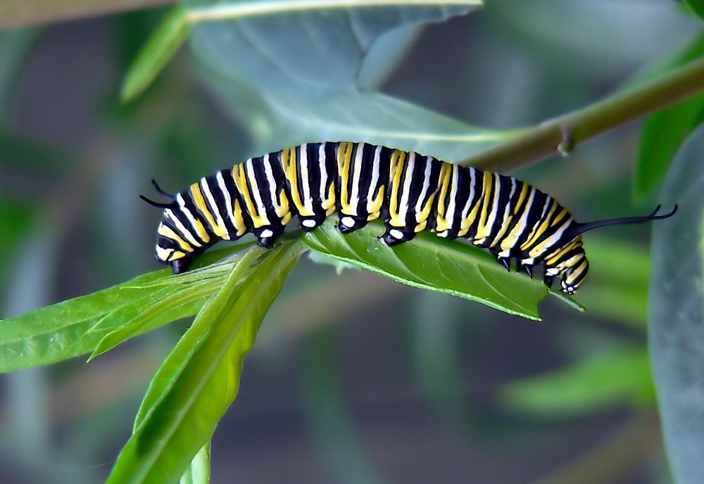 Caterpillar of Monarch Bufferfly. Original public domain image from Flickr