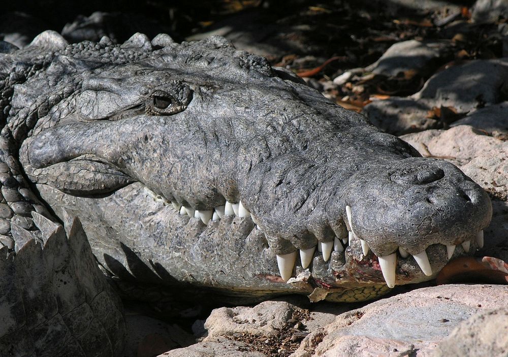 American Crocodile close up. Original public domain image from Flickr
