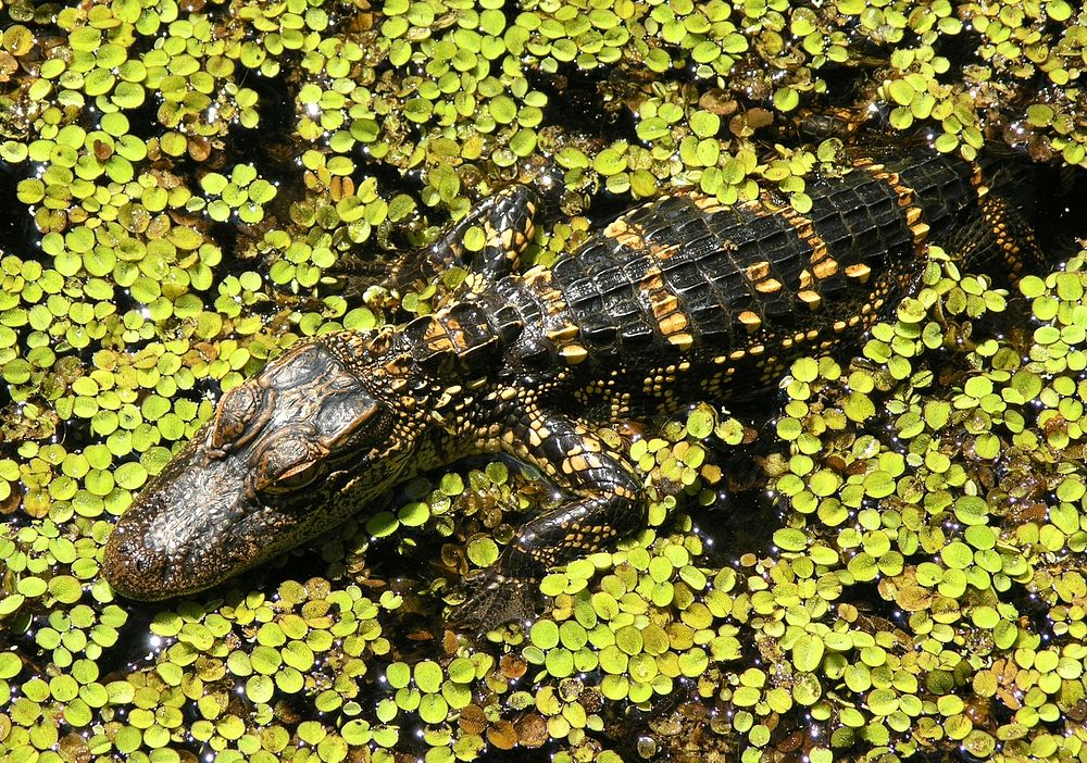 Alligator Baby, NPSPhoto, S.Zenner