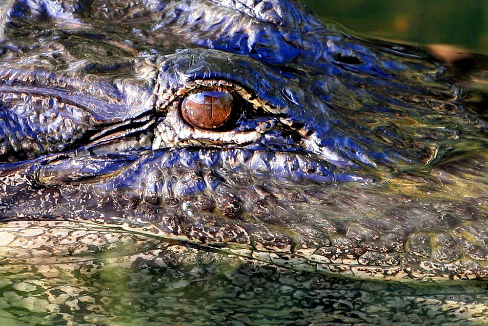 Alligator Eye. Original public domain image from Flickr