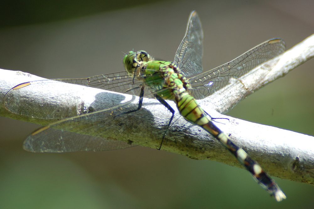 Dragonfly. Original public domain image from Flickr