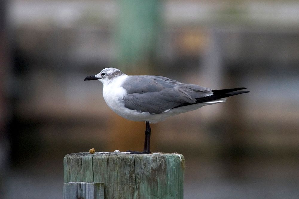 Laughing Gull, NPSPhoto, R. Cammauf. Original public domain image from Flickr