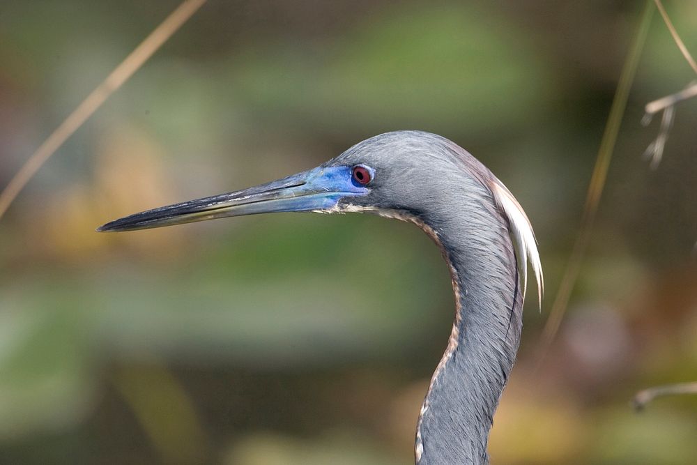 Tricolored Heron , NPSPhoto, R. Cammauf. Original public domain image from Flickr
