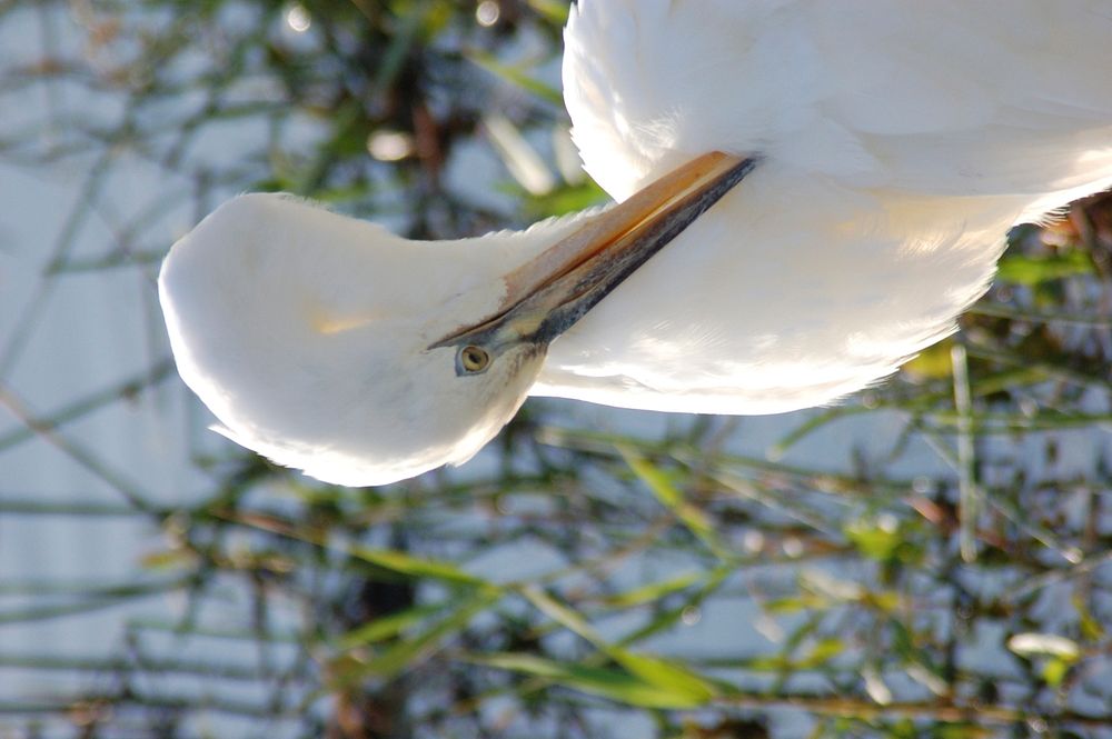 Great White Heron preening, NPSphotos