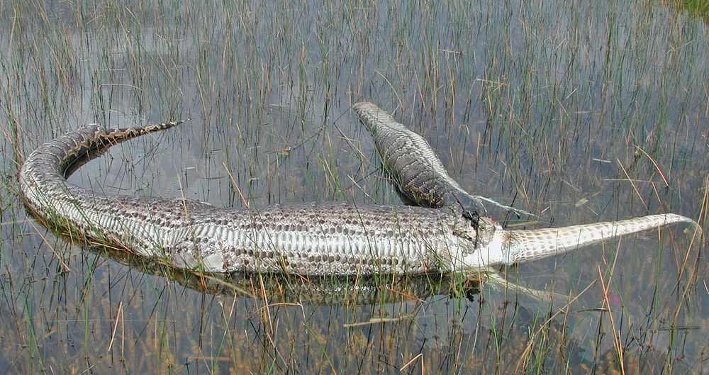 Dead Gator who ate Python , NPSphotos