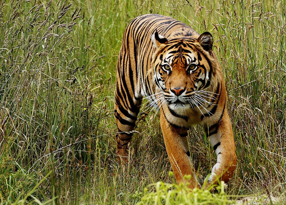 Sumatran tiger in the grass. Original public domain image from Flickr
