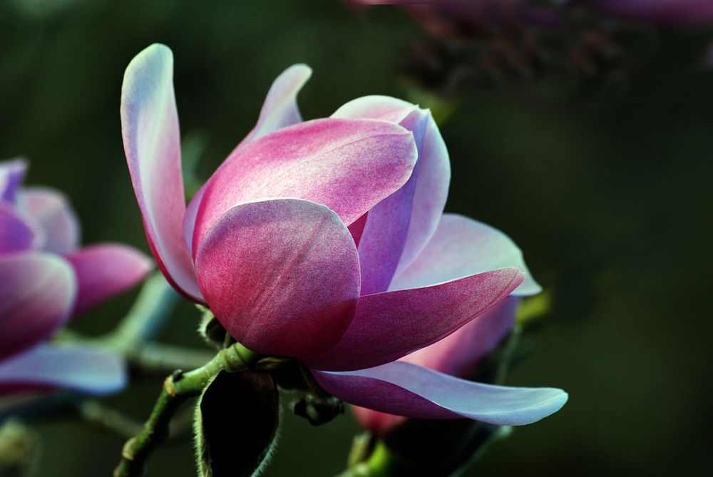 Magnolia. Campbellii. Original public domain image from Flickr
