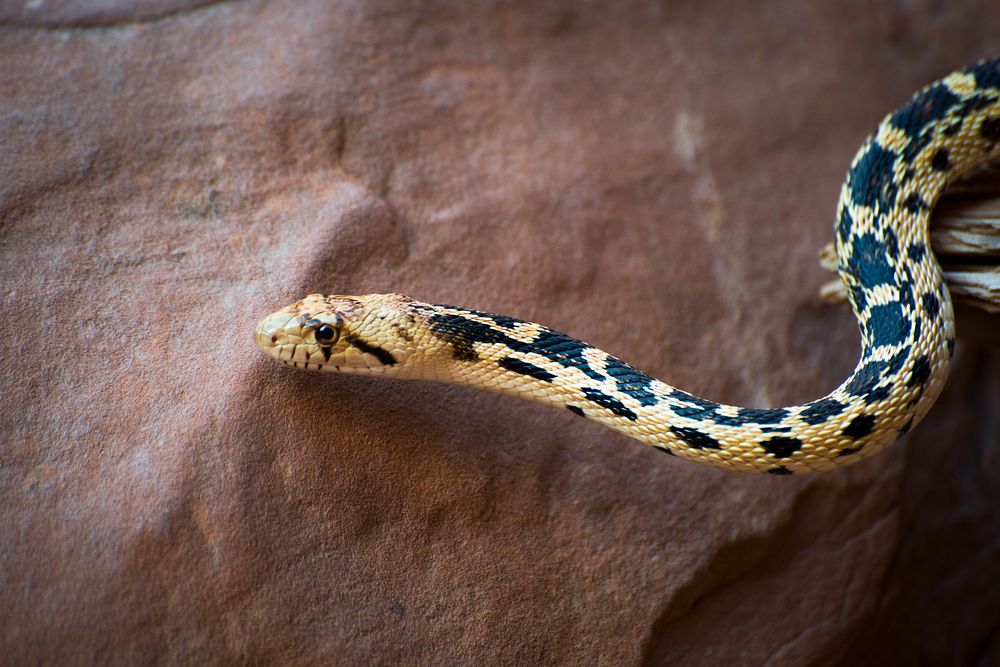 Great Basin Gopher Snake. Original public domain image from Flickr