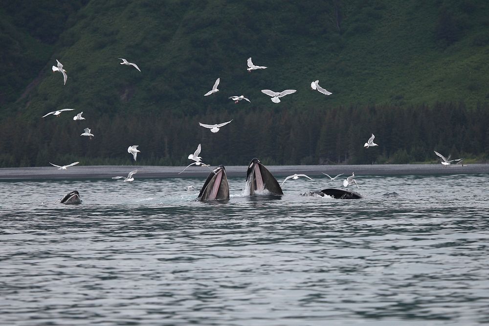 Humpback Whales Bubble Net FeedingNPS Photo/ Kay White. Original public domain image from Flickr