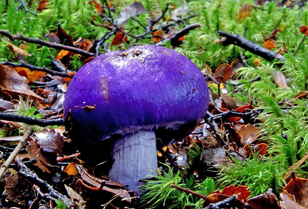 Violet pouch fungus (Thaxterogaster porphyreum). Original public domain image from Flickr