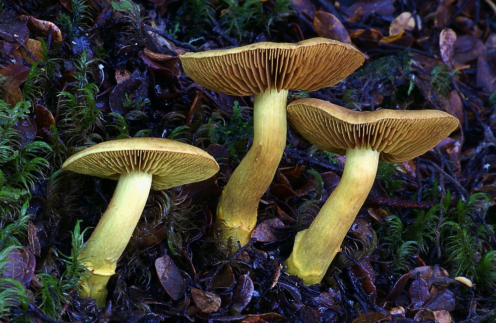 Dermocybe canaria, "Canary Webcap" is a rare, brightly coloured species found in SE Australia and NZ, mycorrhizal with…