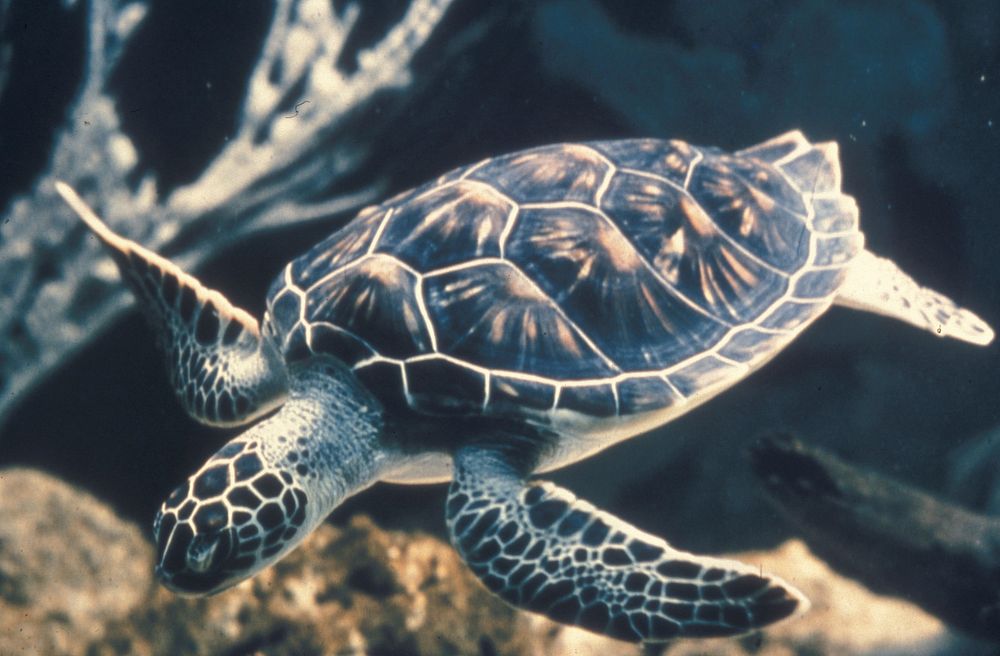 Sea Turtle. Original public domain image from Flickr