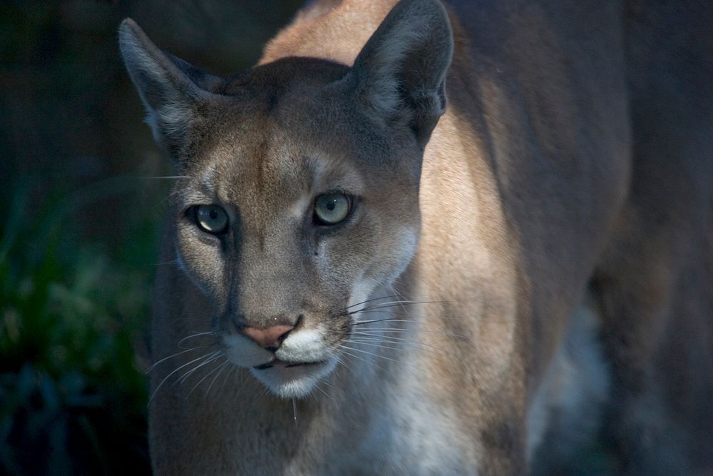 Florida Panther. Original public domain image from Flickr