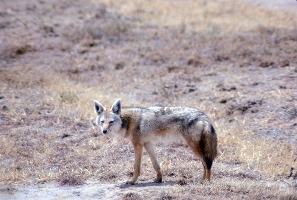 Coyote 243FL, NPSPhoto.