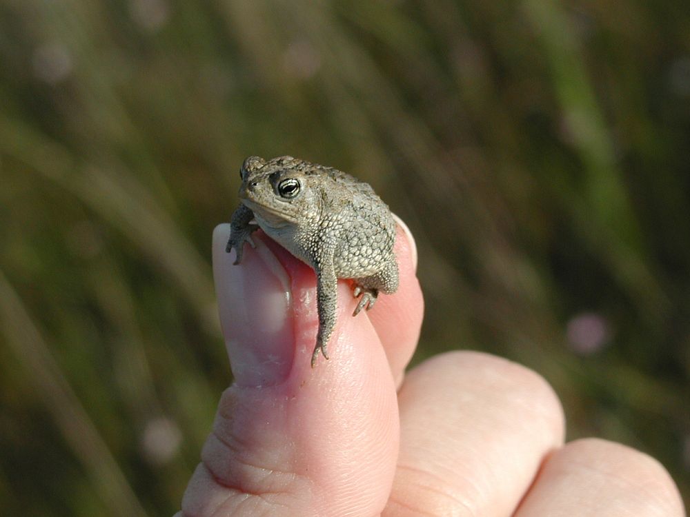 Little oak toad on hand. Original public domain image from Flickr