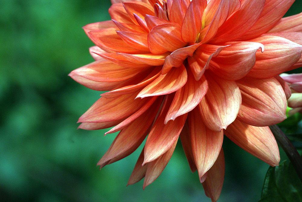 Dahlia plants are amazing, another example of horticultural magic. The dinner plate types can grow a full metre high in just…