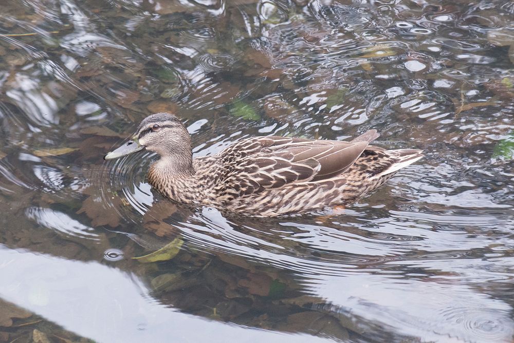 Duck swimming in Duck Pond at Wellington Botanic Garden.