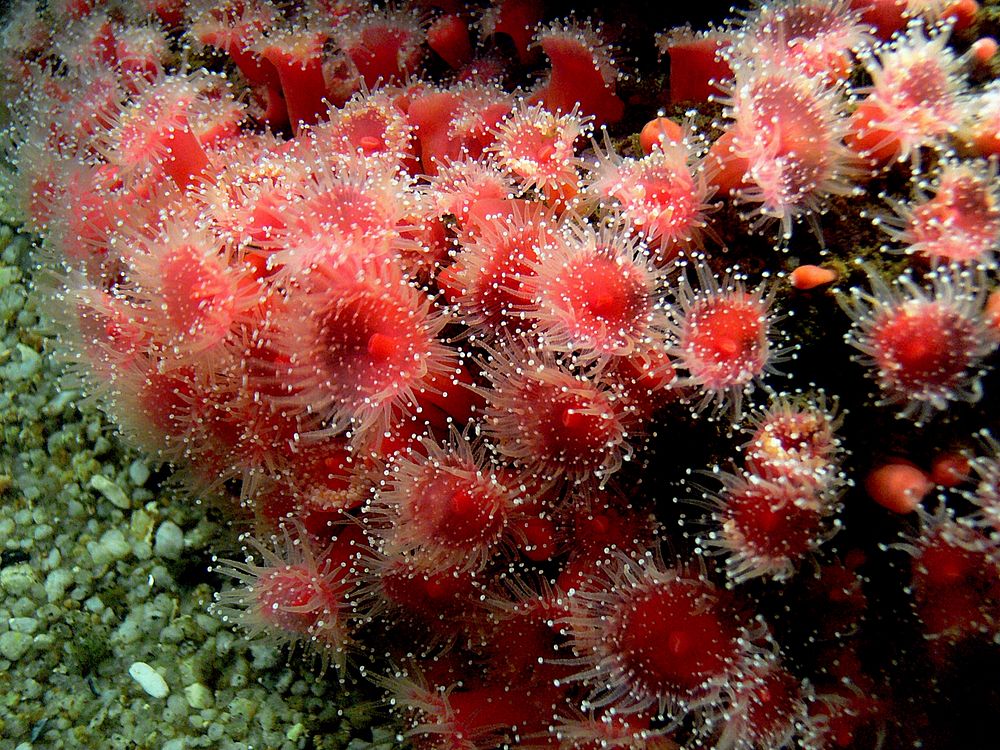 Monterey Aquarium. Anemone. Original public domain image from Flickr