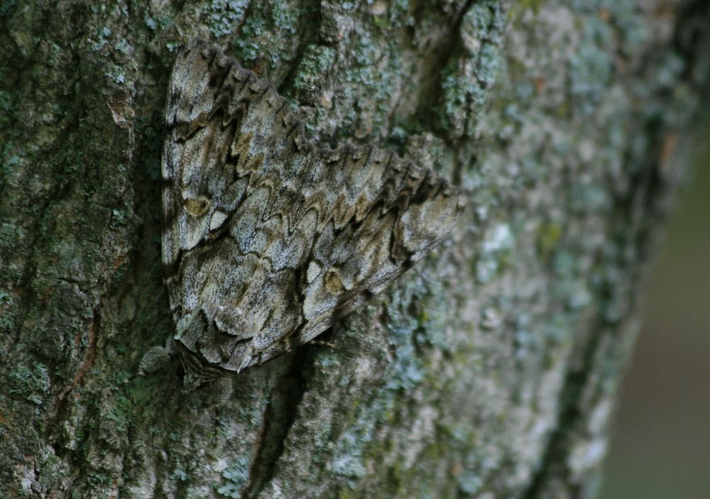 catocala moth