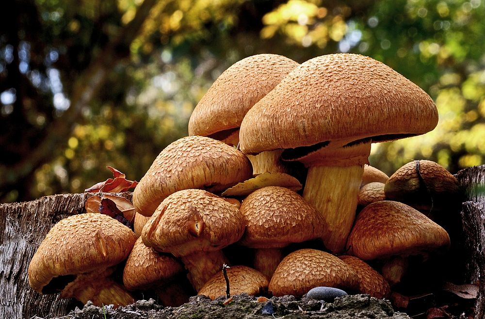 Gymnopilus junonius is a large and colourful wood-rotting species that occurs in small groups at the bases of dead broad…