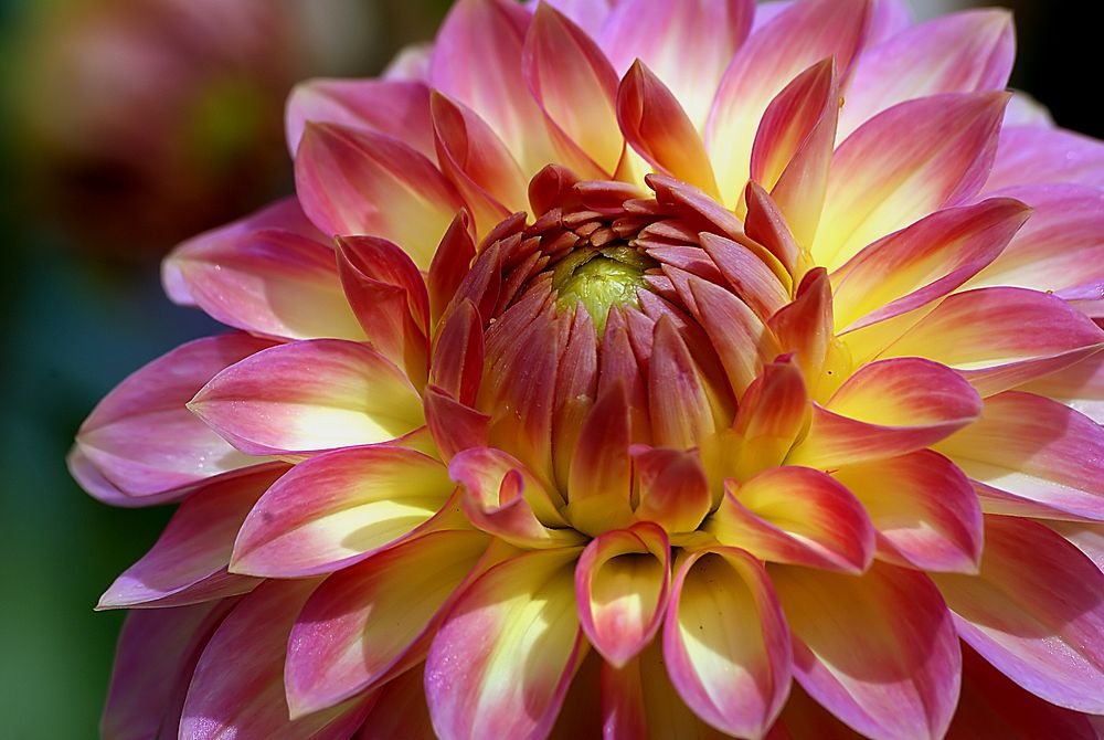 Oreti Adele flower. Original public domain image from Flickr