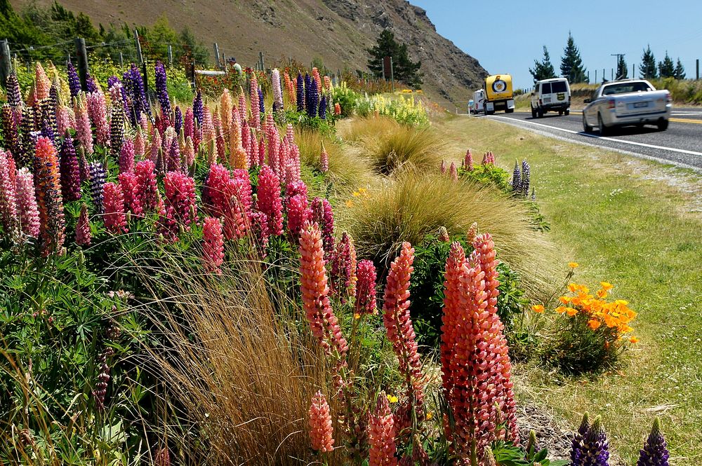 Russell lupins grow each spring from roots that survive the winter, or from germinating seeds.
