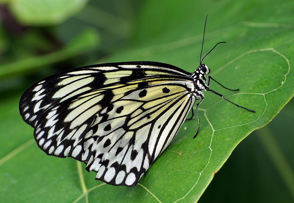 Paper Kite.Malaysia.The Paper Kite, Rice Paper, or Large Tree Nymph[1] butterfly (Idea leuconoe) is known especially for its…